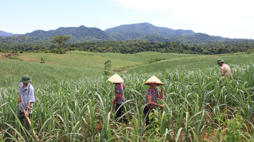 Đồng mía lên xanh ở làng Sông Chàng. Ảnh: Hà Đồng. Đồng mía lên xanh ở làng Sông Chàng. Ảnh: Hà Đồng