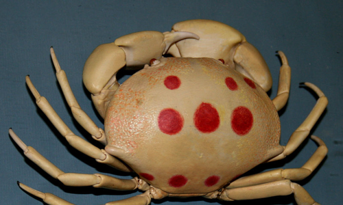 Những loại cua lạ đắt đỏ được khách hàng săn lùng ảnh 2