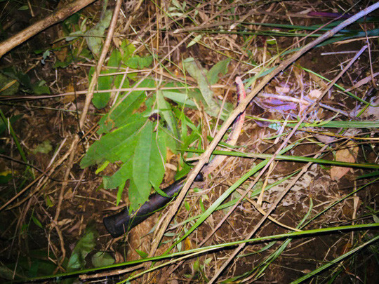 Bị hiếp dâm, cứa cổ, nữ sinh khó nói lại được ảnh 1