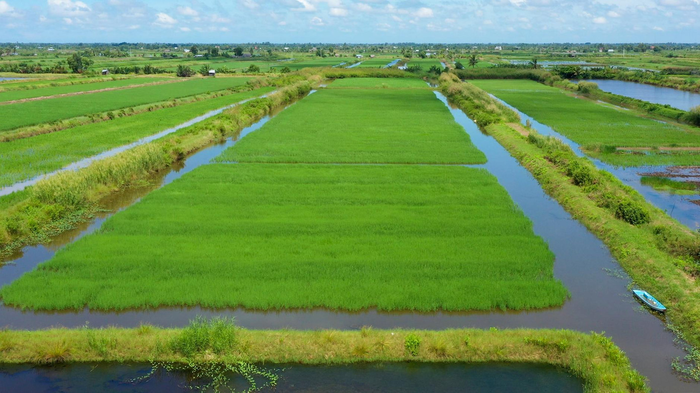 Một vụ lúa – tôm mới đã bắt đầu trên những cánh đồng thuộc xã Bạch Biển Đông – một trong những vùng lúa – tôm lớn nhất Cà Mau