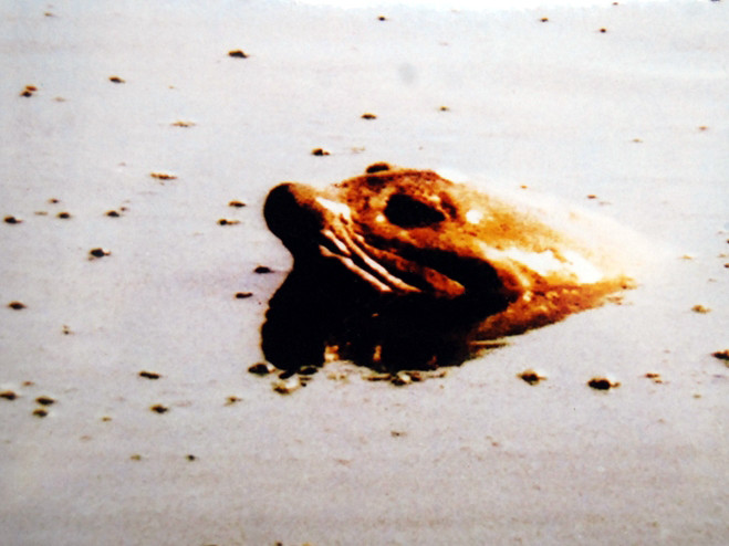 Một trong những bức ảnh chụp 'cụ' Rùa của thầy Ngò