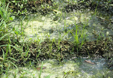 Ống khói và nước thải trực tiếp từ đài hỏa táng ra ngoài. Ảnh: Ngân Nga Ống khói và nước thải trực tiếp từ đài hỏa táng ra ngoài