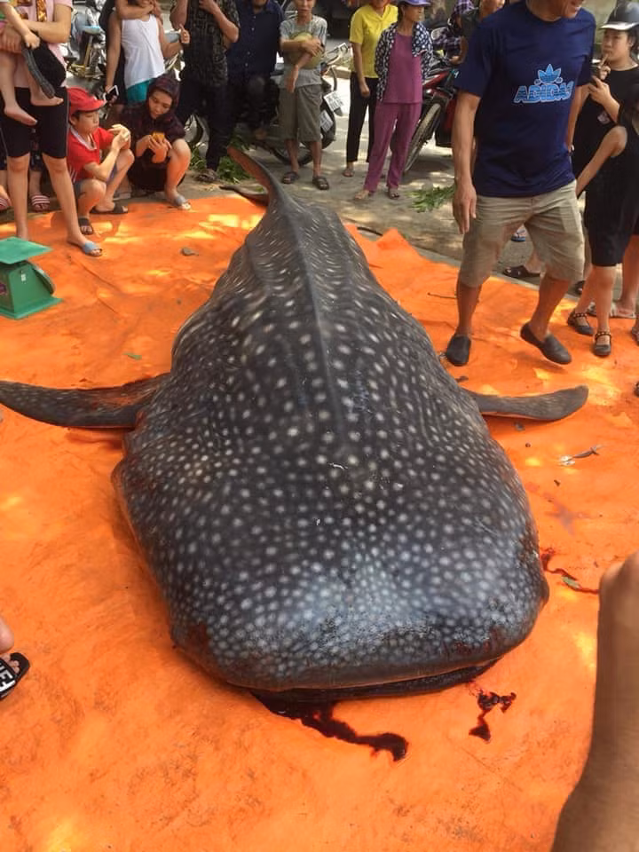 Cá mập bị xẻ thịt ở Thanh Hóa có nguy cơ tuyệt chủng rất lớn ảnh 1