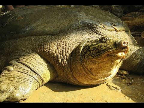 Cá thể rùa Hoàn Kiếm ở Trung Quốc qua đời ảnh 1