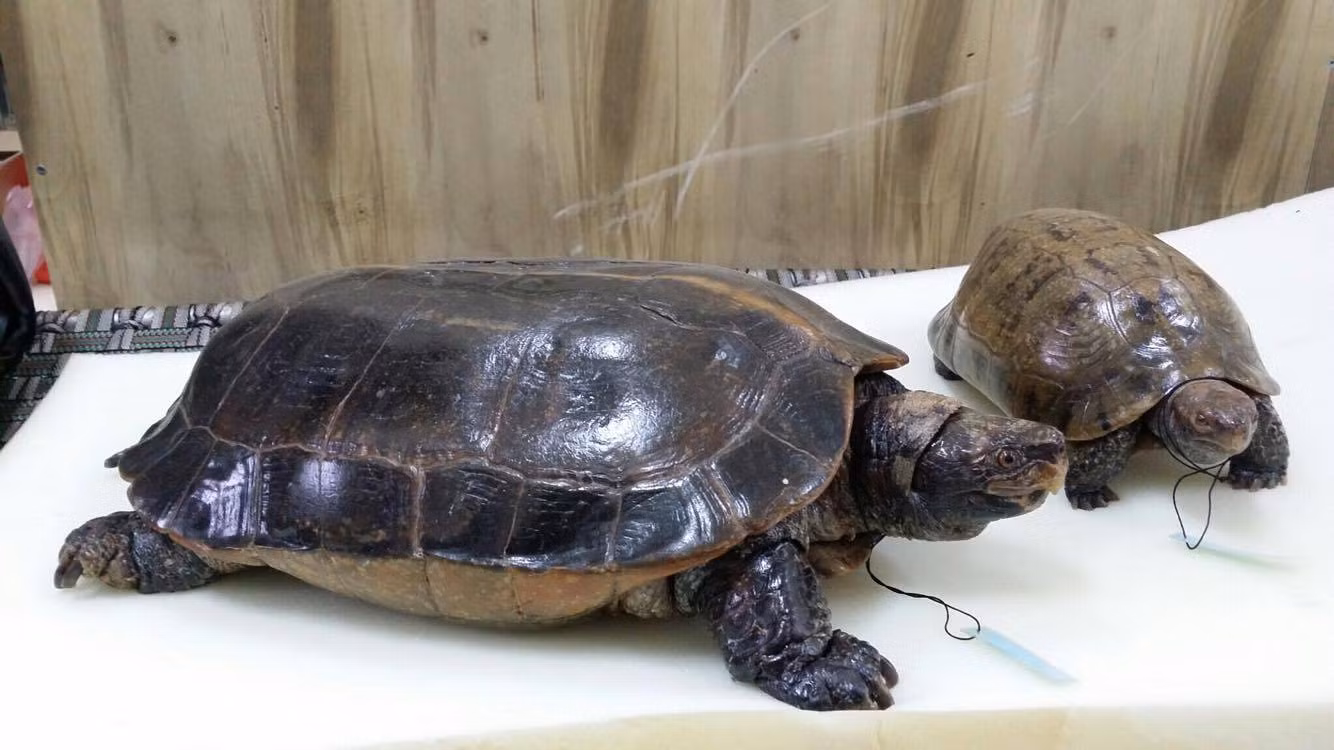 Rùa Hồ Gươm sau màn sương huyền thoại ảnh 3 Rùa Hồ Gươm sau màn sương huyền thoại ảnh 3