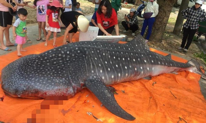 Thanh Hóa: Cá 'khủng' bị cắt khúc là cá nhám voi? ảnh 1
