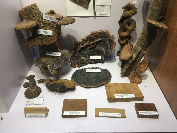 Những mẫu sinh vật rực rỡ trên cao nguyên đá Đồng Văn ảnh 7