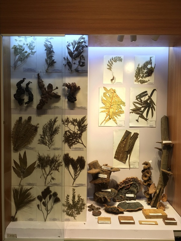 Những mẫu sinh vật rực rỡ trên cao nguyên đá Đồng Văn ảnh 5