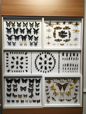 Những mẫu sinh vật rực rỡ trên cao nguyên đá Đồng Văn ảnh 3