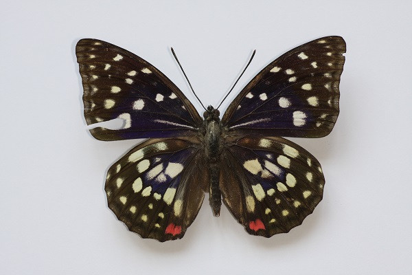 Những mẫu sinh vật rực rỡ trên cao nguyên đá Đồng Văn ảnh 1