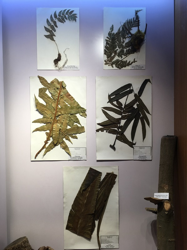 Những mẫu sinh vật rực rỡ trên cao nguyên đá Đồng Văn ảnh 6