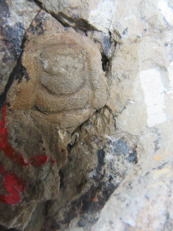 Những mẫu sinh vật rực rỡ trên cao nguyên đá Đồng Văn ảnh 8