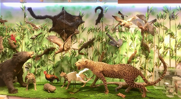 Những mẫu sinh vật rực rỡ trên cao nguyên đá Đồng Văn ảnh 4