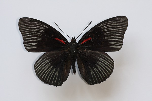 Những mẫu sinh vật rực rỡ trên cao nguyên đá Đồng Văn ảnh 2