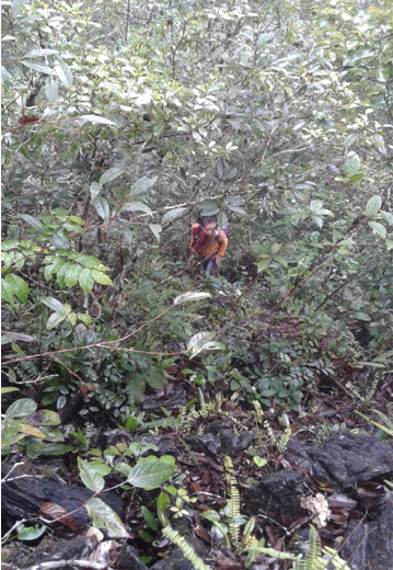 Phát hiện loài cây dại chống 4 loại ung thư ảnh 1