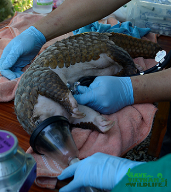 Thả 25 cá thể tê tê quý hiếm về rừng ảnh 1