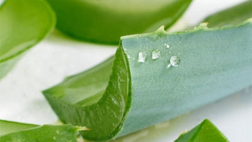 Cây lô hội. Ảnh: Internet Cây lô hội