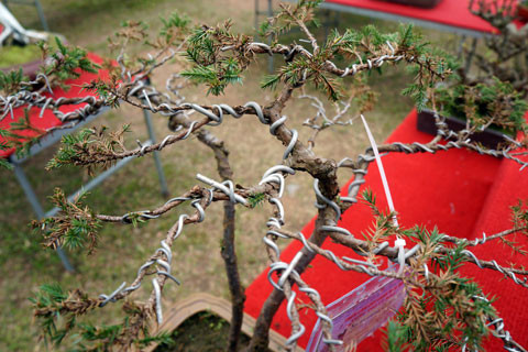 Dây thép quấn chặt cành cây