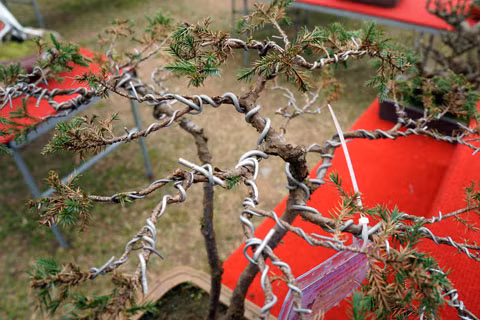 Dây thép quấn chặt cành cây. Dây thép quấn chặt cành cây