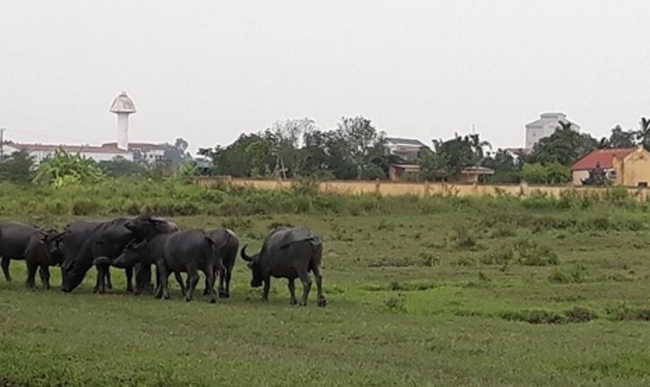 Công ty CP Vinamit để hoang hóa 349.616m2 đất tại thôn Phú Lương, xã Nam Đồng, TP Hải Dương nhiều năm nay, không triển khai thực hiện dự án Nhà máy chế biến - Tổng kho bảo quản rau, củ quả và mô hình giới thiệu quy trình sản xuất các sản phẩm nông nghiệp.