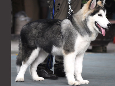 Giống chó kéo xe có gương mặt giống loài sói nhưng lại rất hiền và hay e thẹn. Giống chó kéo xe có gương mặt giống loài sói nhưng lại rất hiền và hay e thẹn