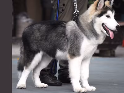 Giống chó kéo xe có gương mặt giống loài sói nhưng lại rất hiền và hay e thẹn