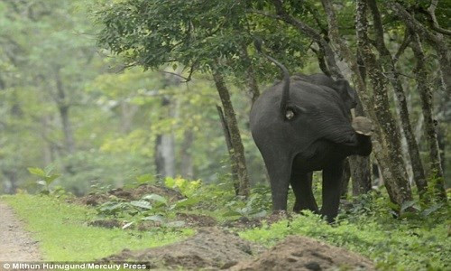 Voi mẹ tức giận đá bầy chó hoang tấn công đàn con ảnh 5