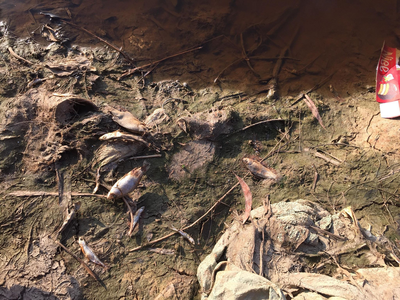 Hơn 4 nghìn hộ dân “khát” nước sạch do nước sông chuyển màu ảnh 3