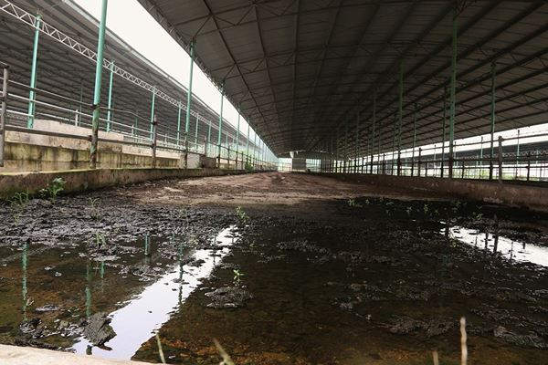 Cảnh hoang tàn bên trong dự án nuôi bò nghìn tỷ ở Hà Tĩnh ảnh 13