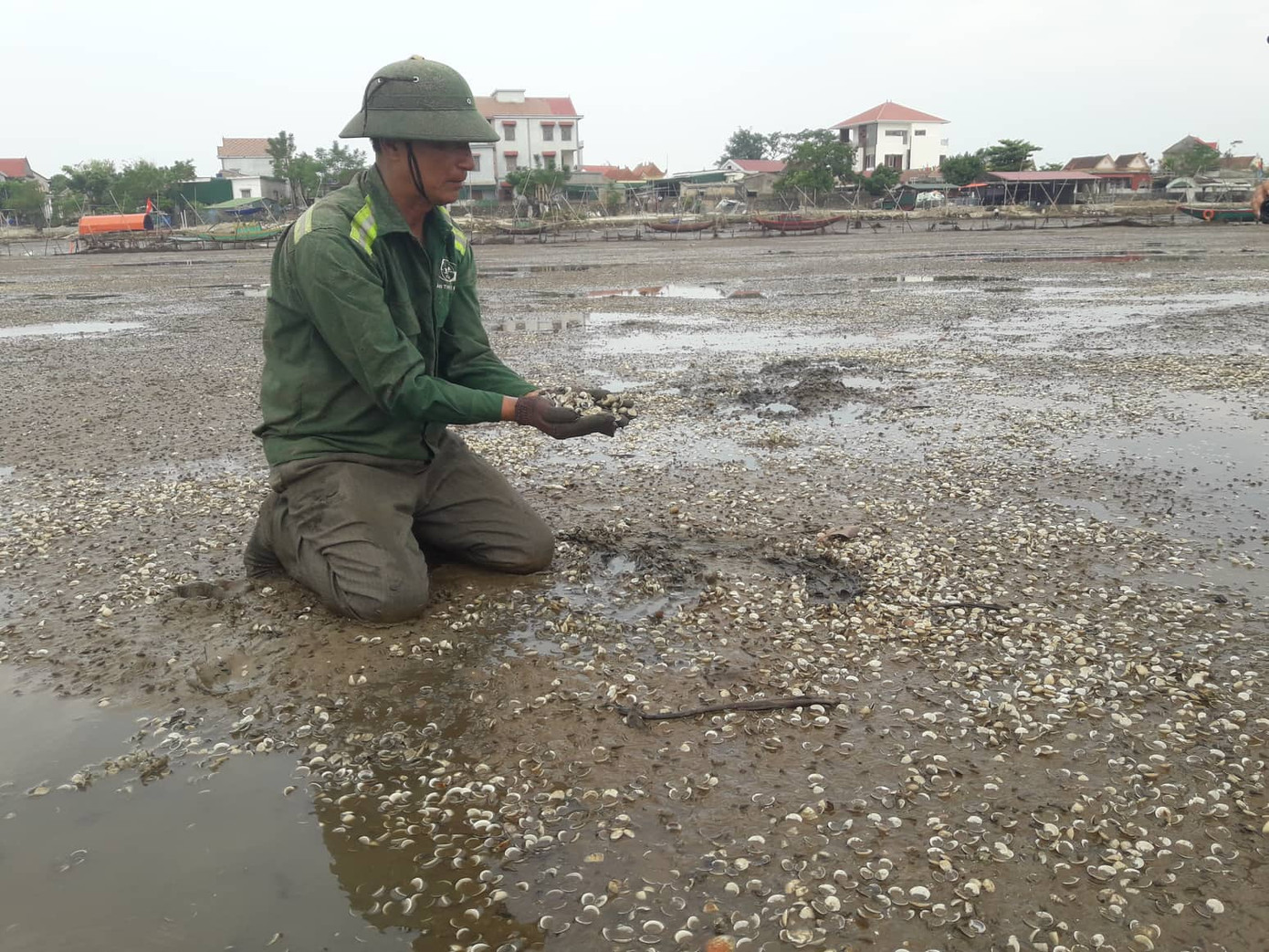 Lộ nguyên nhân khiến hơn 260 tấn nghêu chết ảnh 1