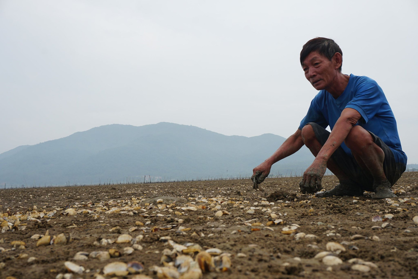 Người dân lao đao vì 80 héc ta ngao chết trắng bãi ảnh 1