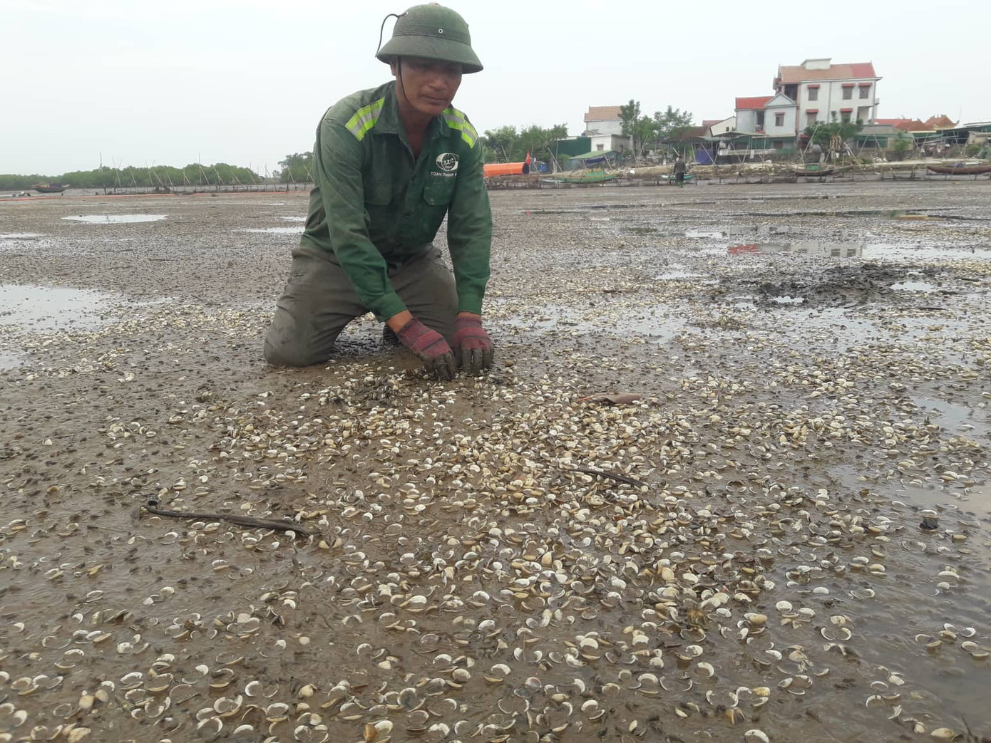 Người dân lao đao vì 80 héc ta ngao chết trắng bãi ảnh 4