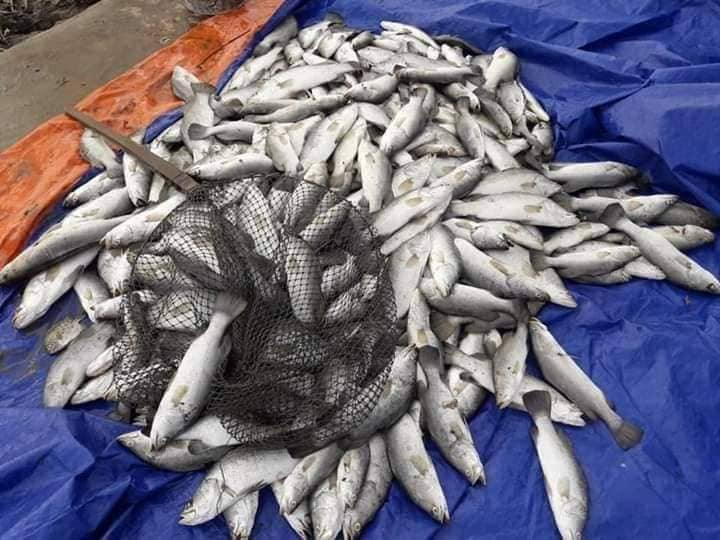 Nhiều hộ dân Hà Tĩnh trắng tay khi 100 tấn cá nuôi bất ngờ chết trong đêm ảnh 1