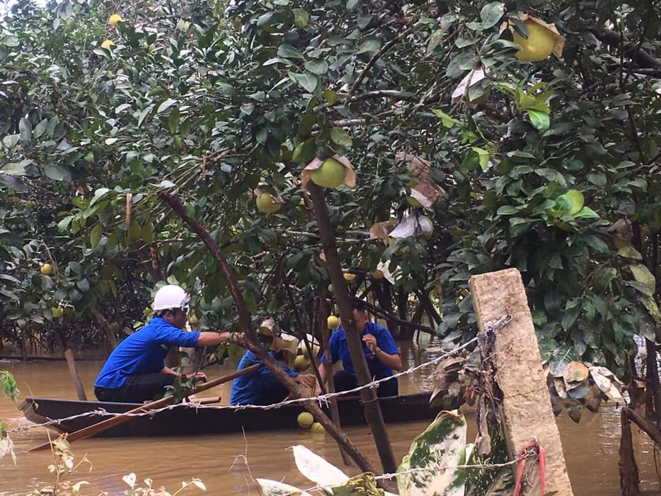Tuổi trẻ Hà Tĩnh chung tay 'giải cứu' bưởi Phúc Trạch giúp dân vùng lũ ảnh 5
