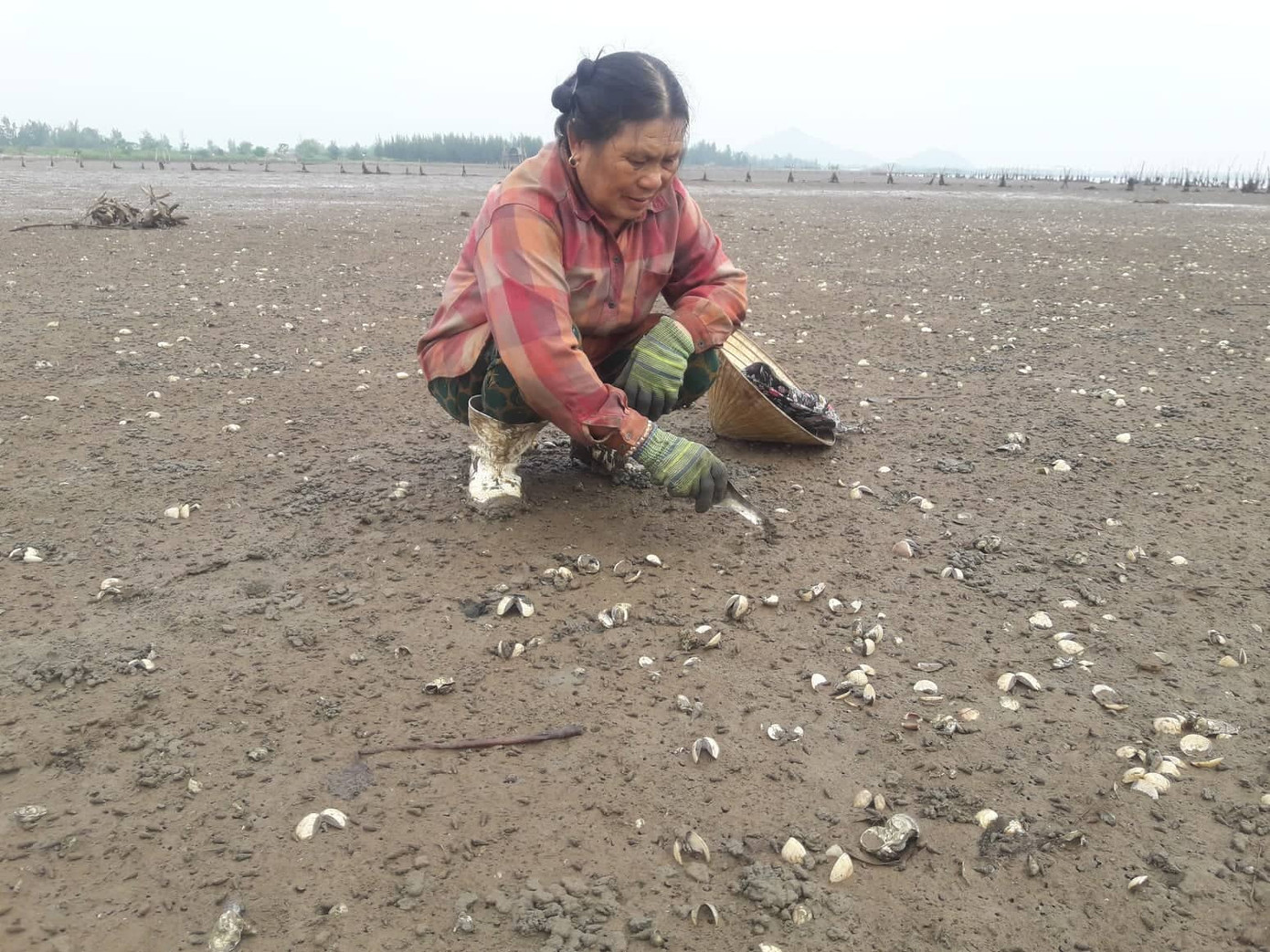 Người dân lao đao vì 80 héc ta ngao chết trắng bãi ảnh 3