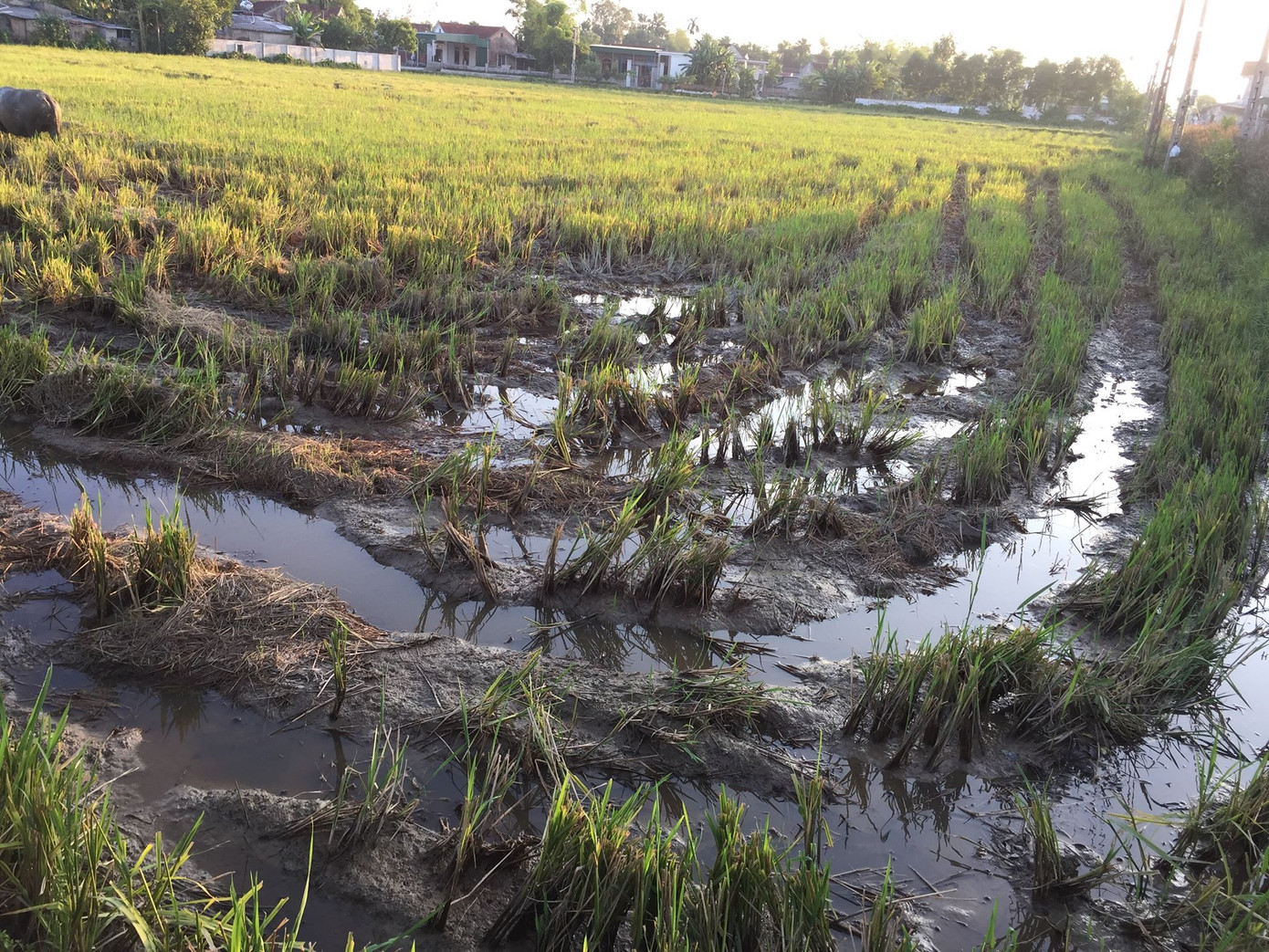 Hơn 4 nghìn hộ dân “khát” nước sạch do nước sông chuyển màu ảnh 7