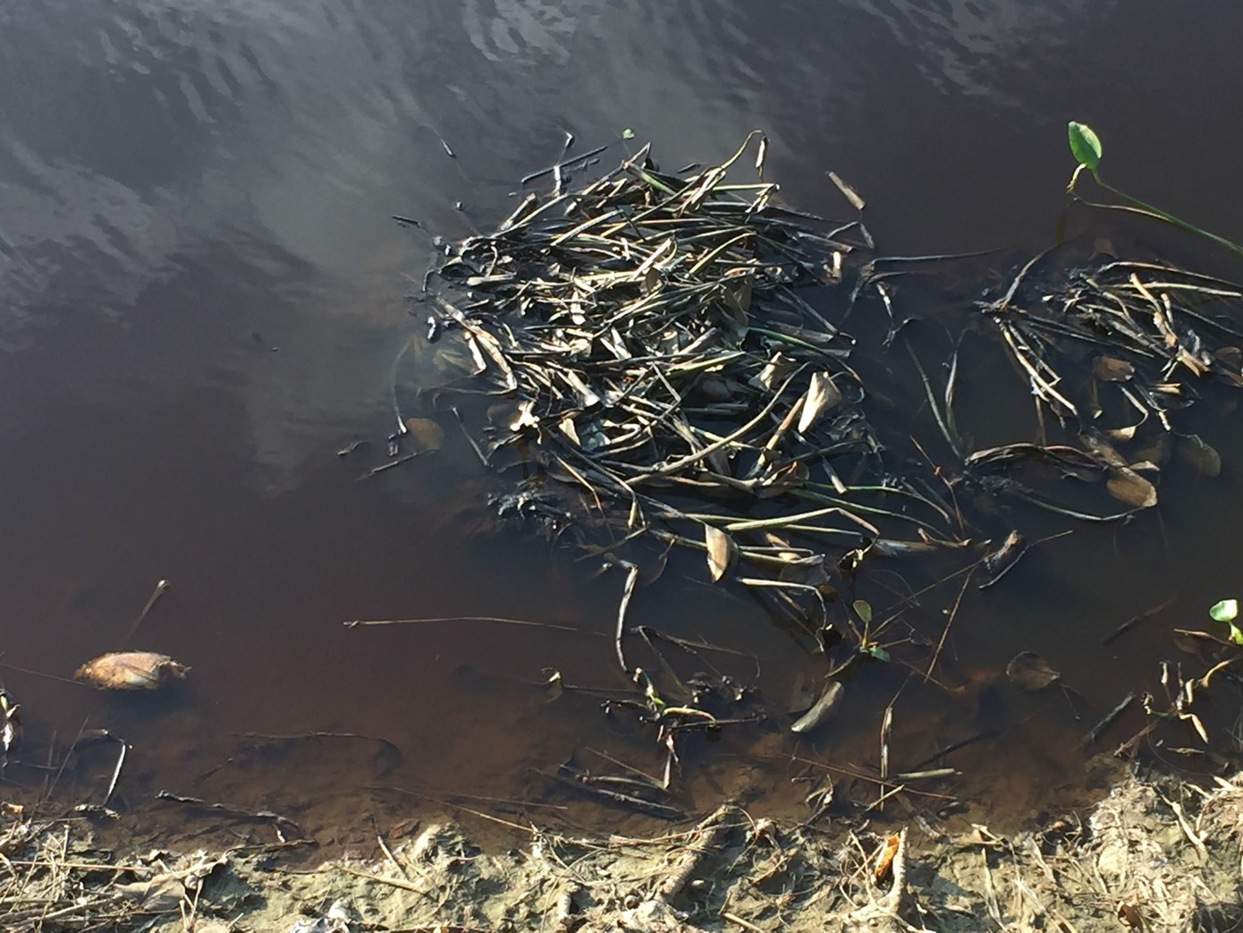 Hơn 4 nghìn hộ dân “khát” nước sạch do nước sông chuyển màu ảnh 6