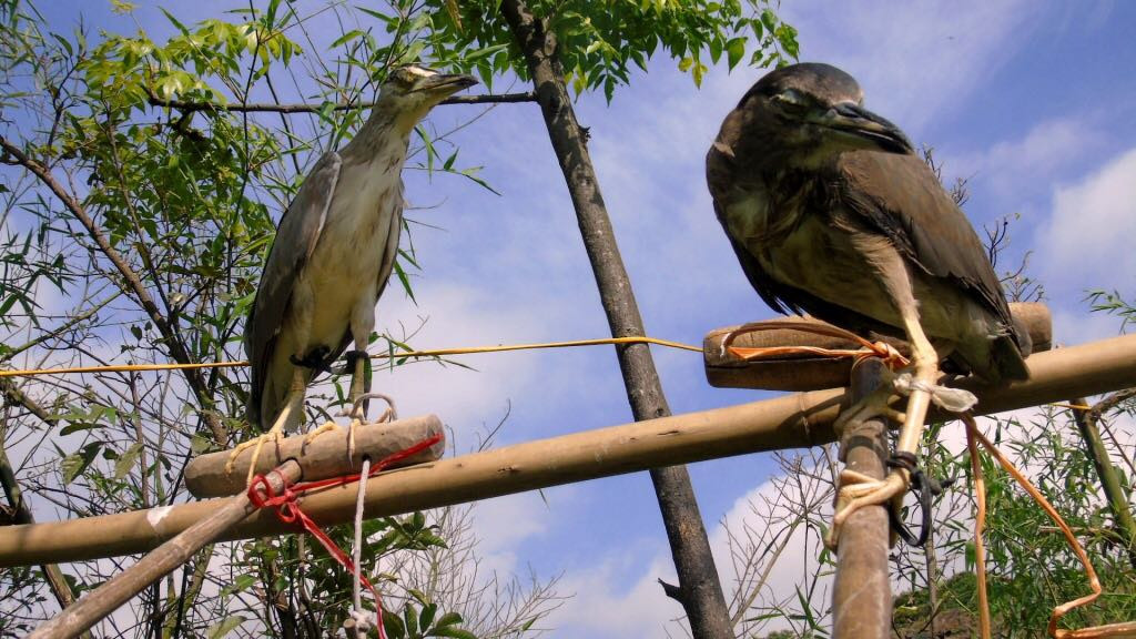 Nhập viện vì chim mổ vào mắt ảnh 1