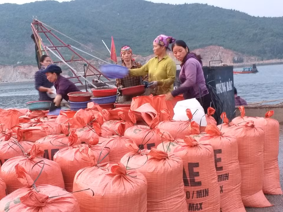 Ngư dân Hà Tĩnh 'trúng mánh', mỗi ngày thu đến 20 triệu từ ốc xoắn, sò nhám ảnh 4