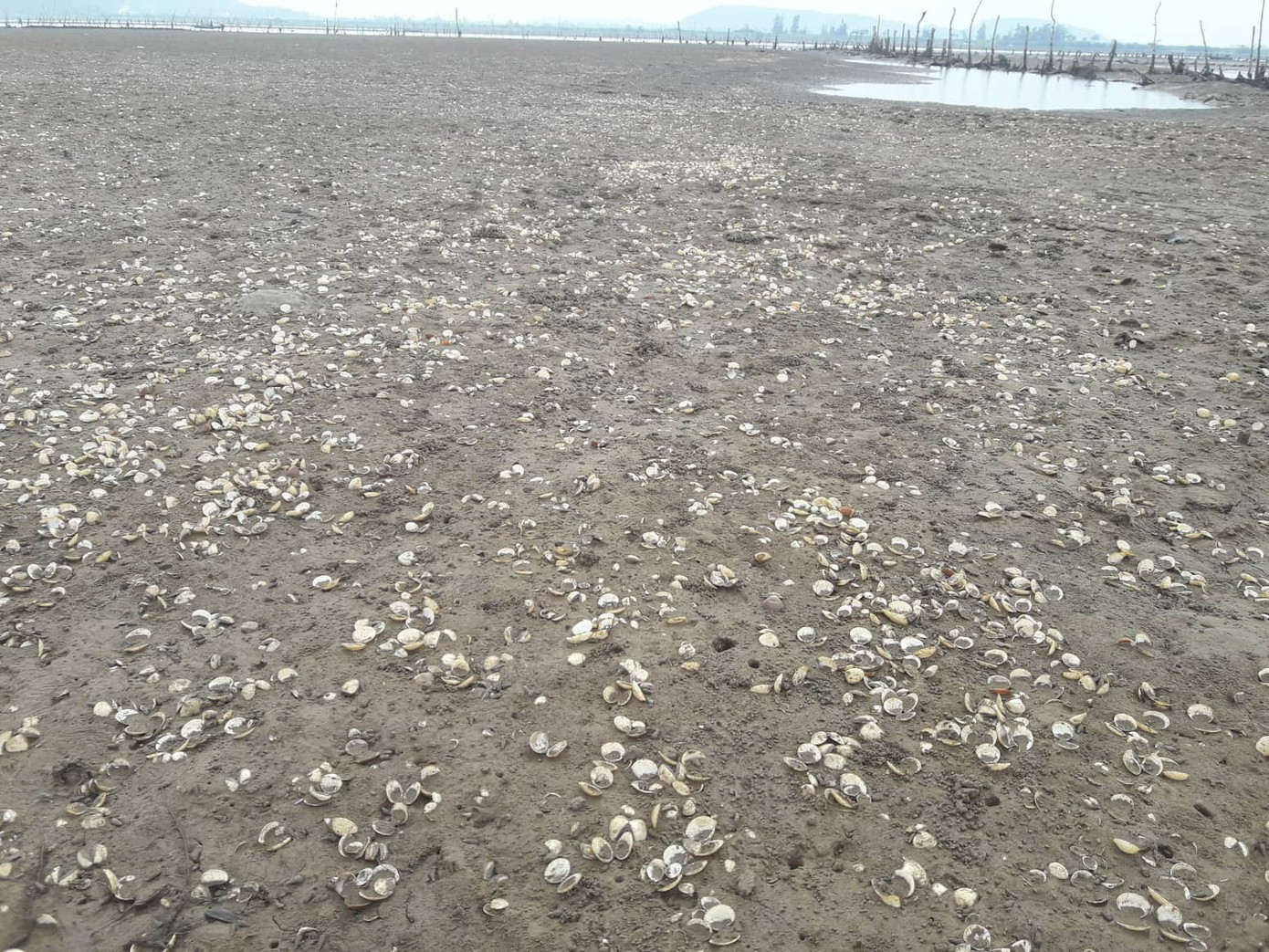 Người dân lao đao vì 80 héc ta ngao chết trắng bãi ảnh 5