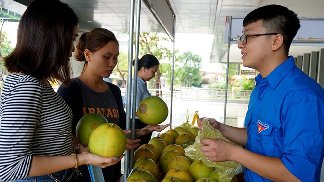 Tuổi trẻ Hà Tĩnh chung tay 'giải cứu' bưởi Phúc Trạch giúp dân vùng lũ ảnh 2