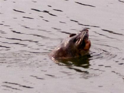 Mồng 6 Tết Canh Dần, cụ rùa hồ Gươm bất ngờ nổi lên mặt nước đoạn gần cây Lộc Vừng, đối diện tượng đài Lý Thái Tổ. Ảnh : Xuân Phú.