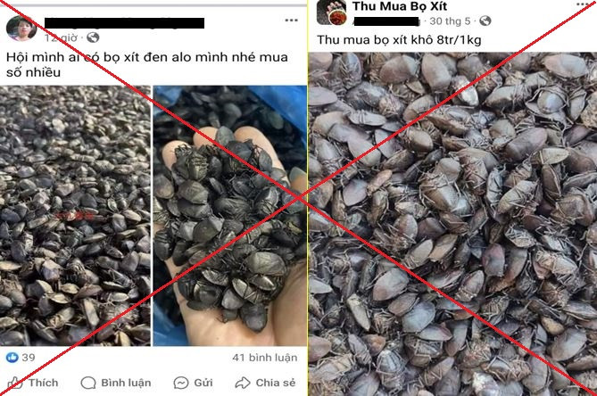 Một số bài viết thu mua bọ xít đen số lượng lớn trên mạng xã hội facebook.