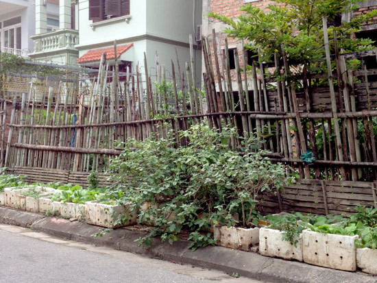  Vỉa hè trước biệt thự bỏ hoang được tận dụng làm chỗ trồng rau an toàn của người dân lân cận