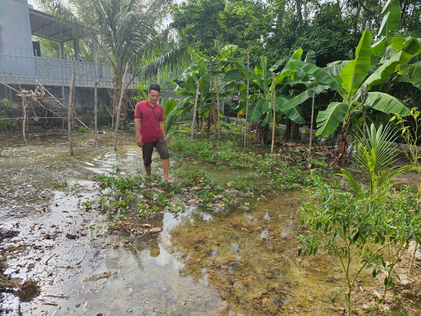 Không chỉ ảnh hưởng đến sinh hoạt, nước tràn kênh gây ngập lụt khiến gần 5.000 ha hoa màu của người dân phía hạ nguồn bị hư hại và không thể tiếp tục canh tác như trước đây.