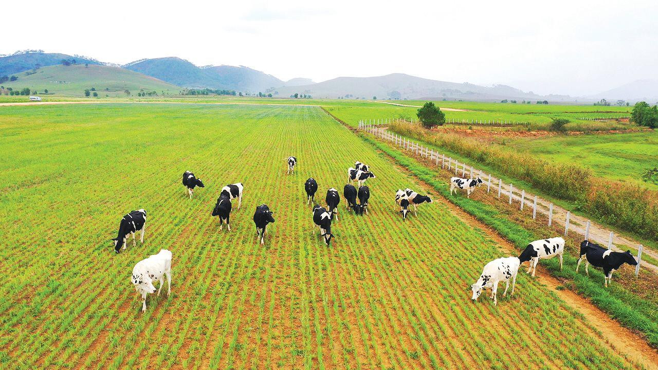 Dự án Tổ hợp trang trại Lao-Jagro có quỹ đất rộng, quy mô khi hoàn thành có thể lên đến 100.000 con