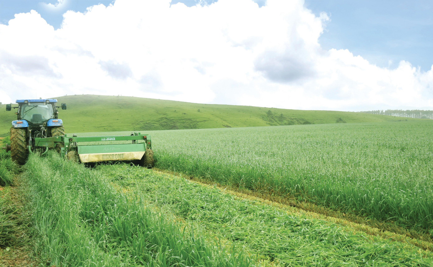 Cánh đồng yến mạch, bắp hữu cơ tại Trang trại bò sữa Lao-Jagro ở Xiêng Khoảng (Lào), ảnh chụp tháng 5/2021