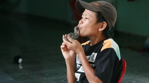 Anh Đô mớm cho chú chim non ăn. Ảnh: Lê Dung