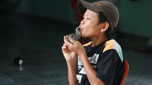 Anh Đô mớm cho chú chim non ăn. Ảnh: Lê Dung