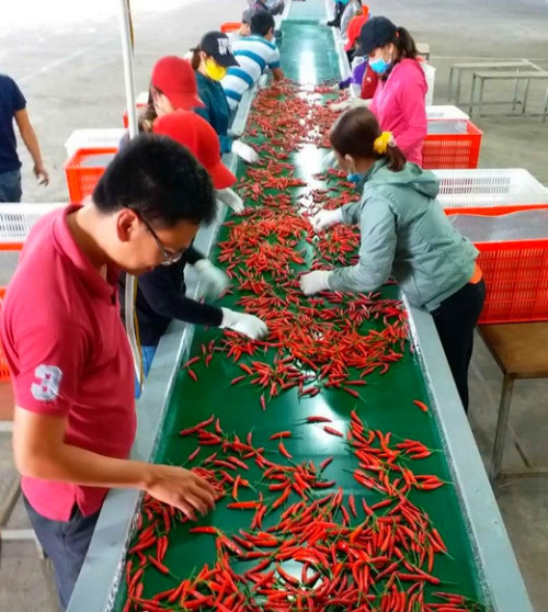 Bầu Đức thu 30 tỷ đồng mỗi tháng từ ớt ảnh 1